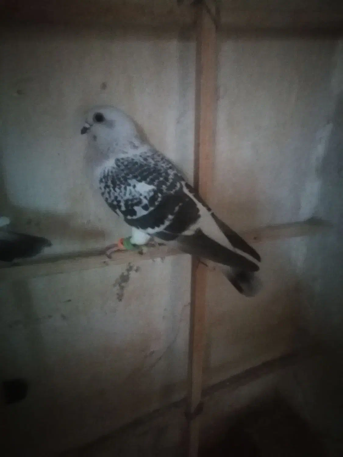 کبوتر شامی ماده|پرنده|قوچان, |دیوار