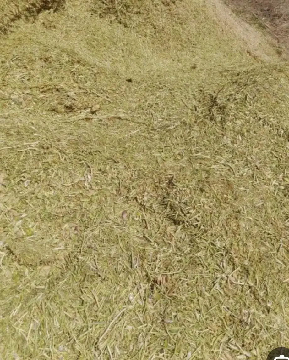 کاه لوبیا|لوازم جانبی حیوانات|رشت, گلسار|دیوار