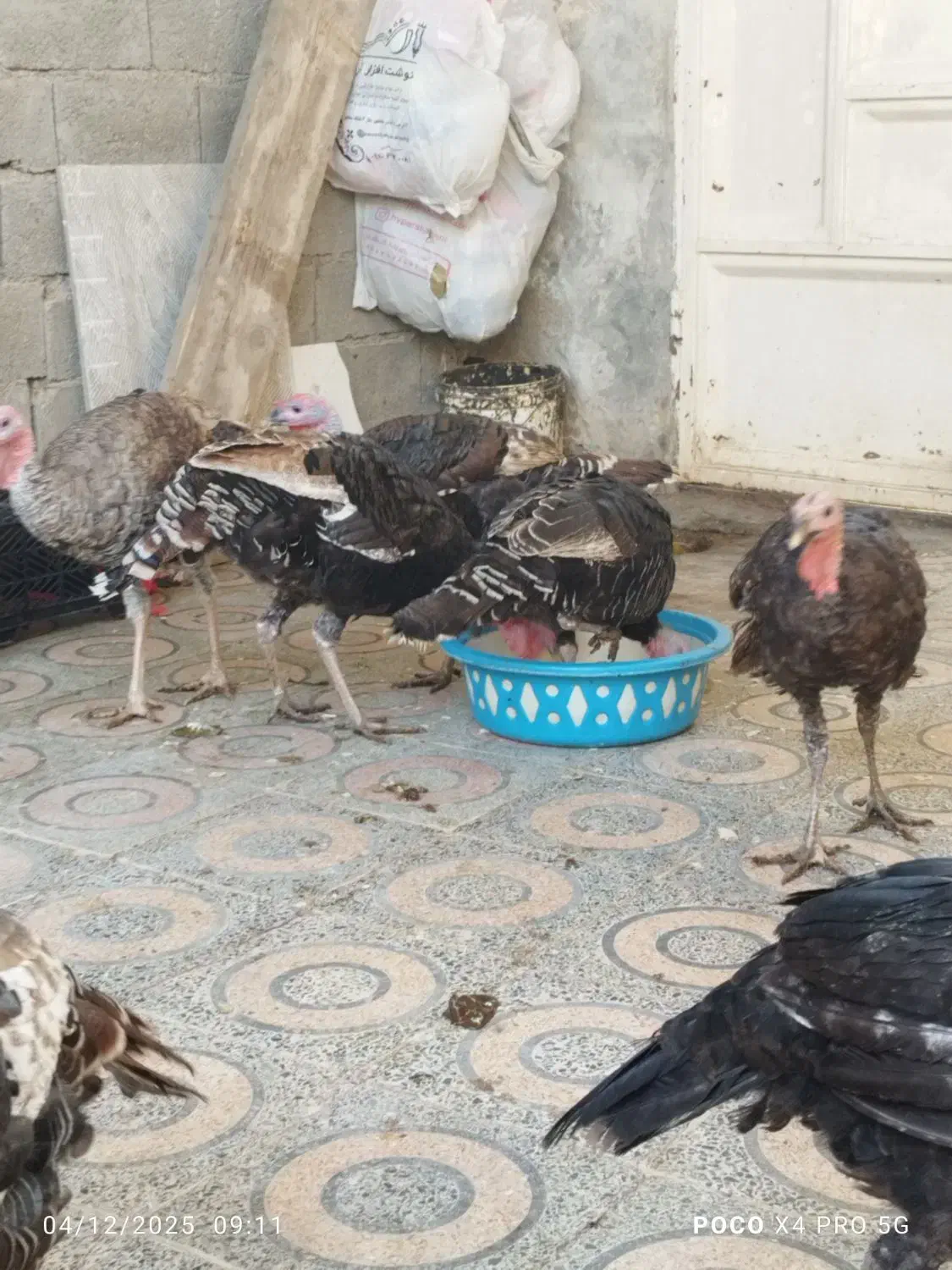 فروش بوقلمون|حیوانات مزرعه|بندر ماهشهر, |دیوار