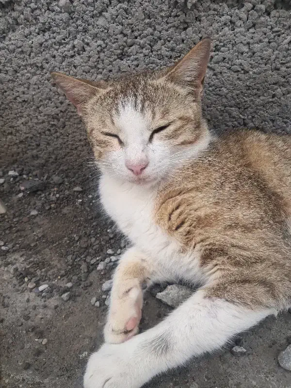 گربه|گربه|توکهور, |دیوار