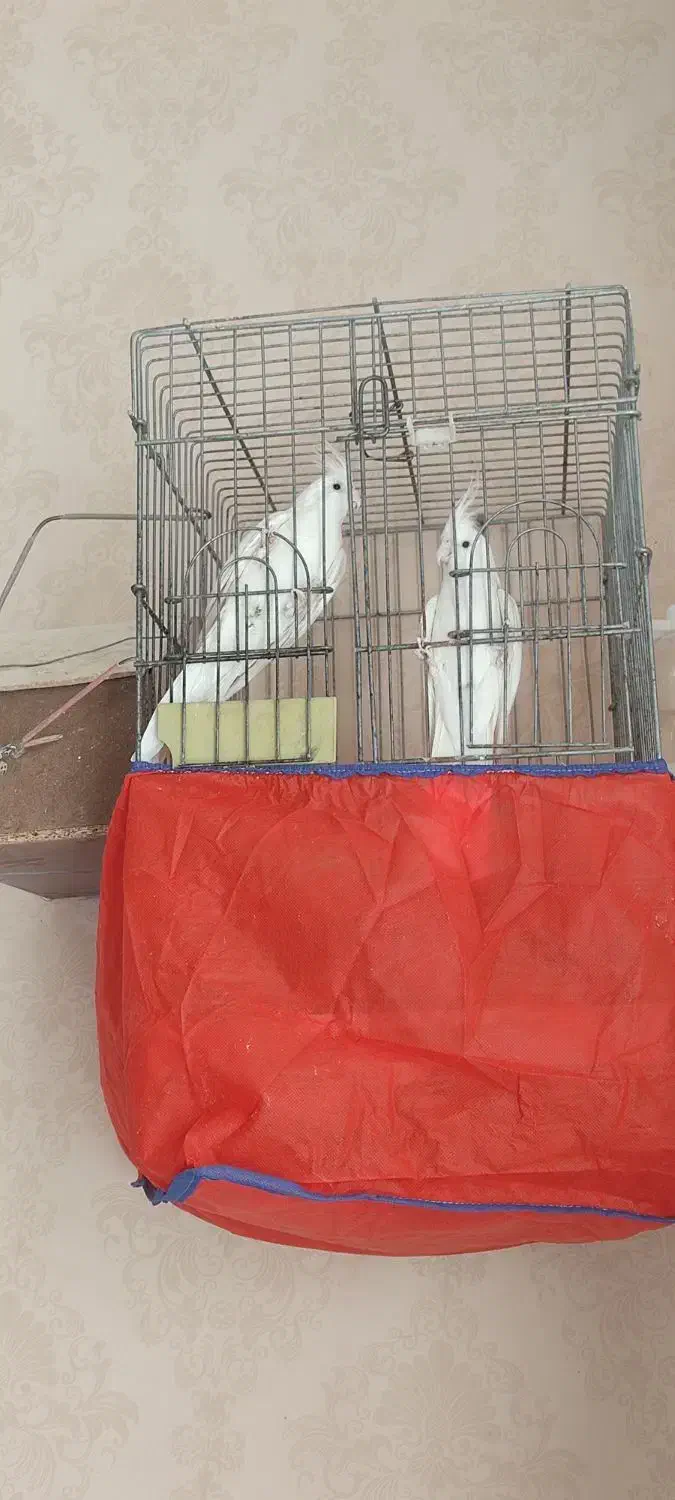 عروس هلندی البینو مولد|پرنده|فسا, |دیوار