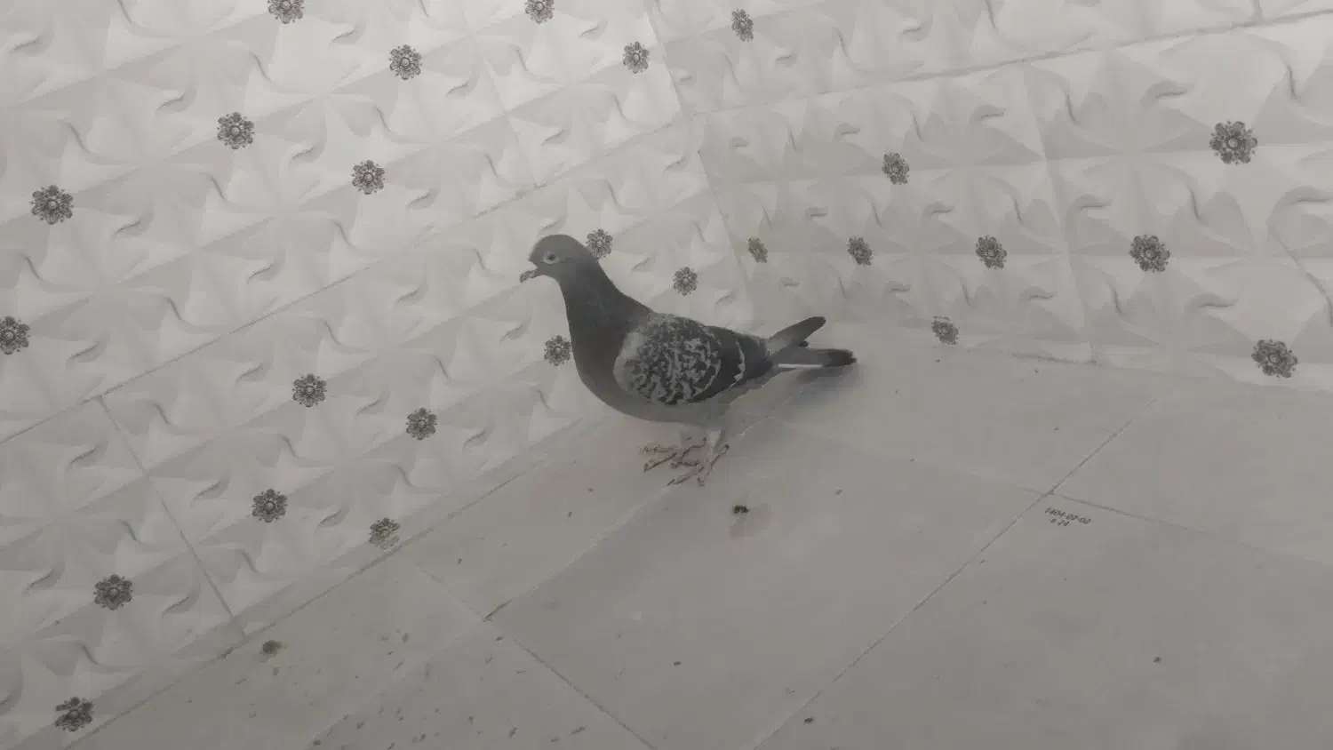 کبوتر|پرنده|خاش, |دیوار