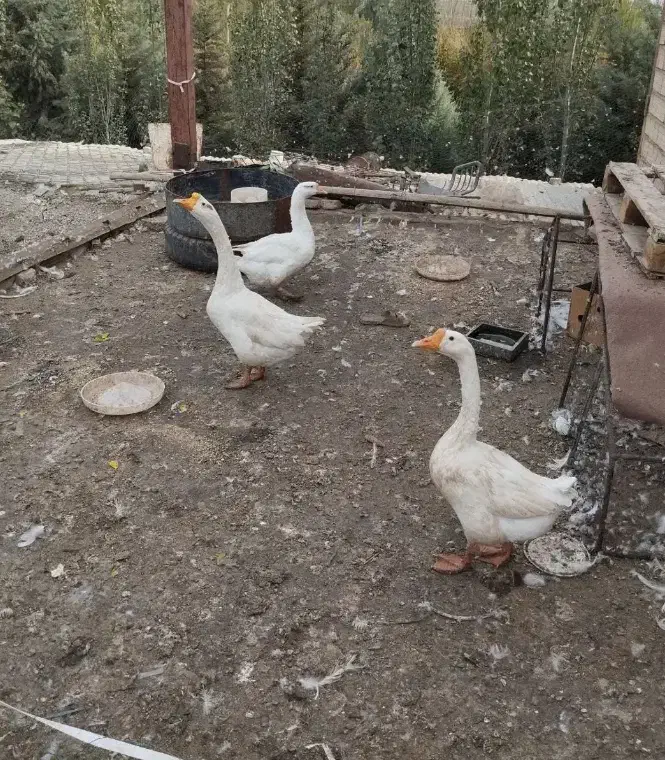 قو غاز معاوضه با اردک|حیوانات مزرعه|هشتگرد, شهرک وحدت|دیوار