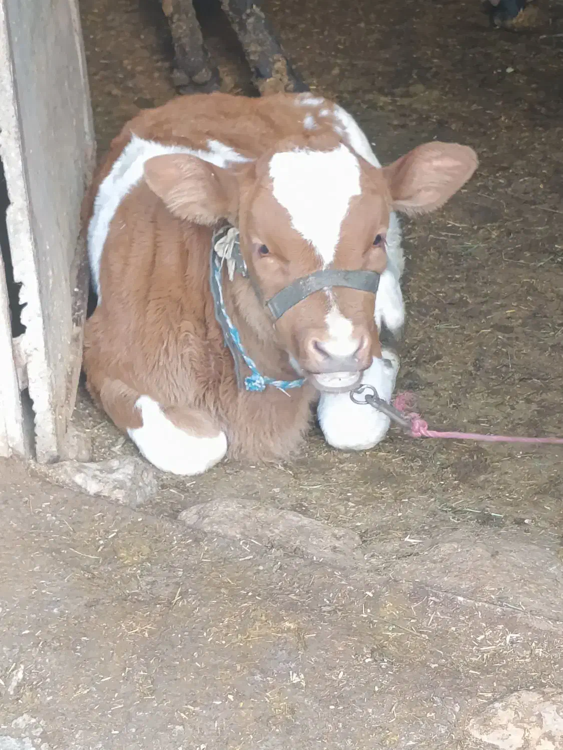 گاو گوساله سیمینتال|حیوانات مزرعه|سنقر, |دیوار