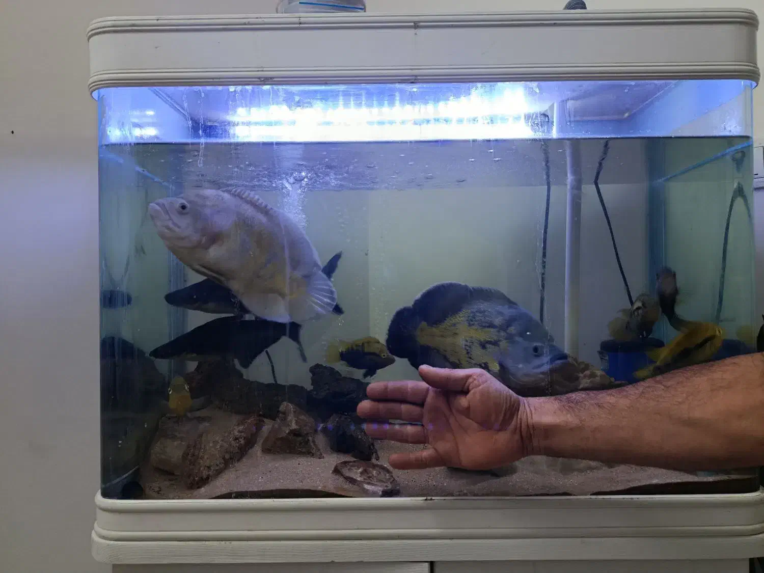 فروش ماهی|ماهی|مشهد, امیریه|دیوار