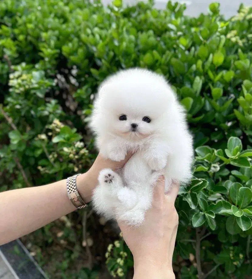 توله سگ پامر خرسی و عروسکی ۱۰ م|سگ|تهران, چیتگر جنوبی|دیوار