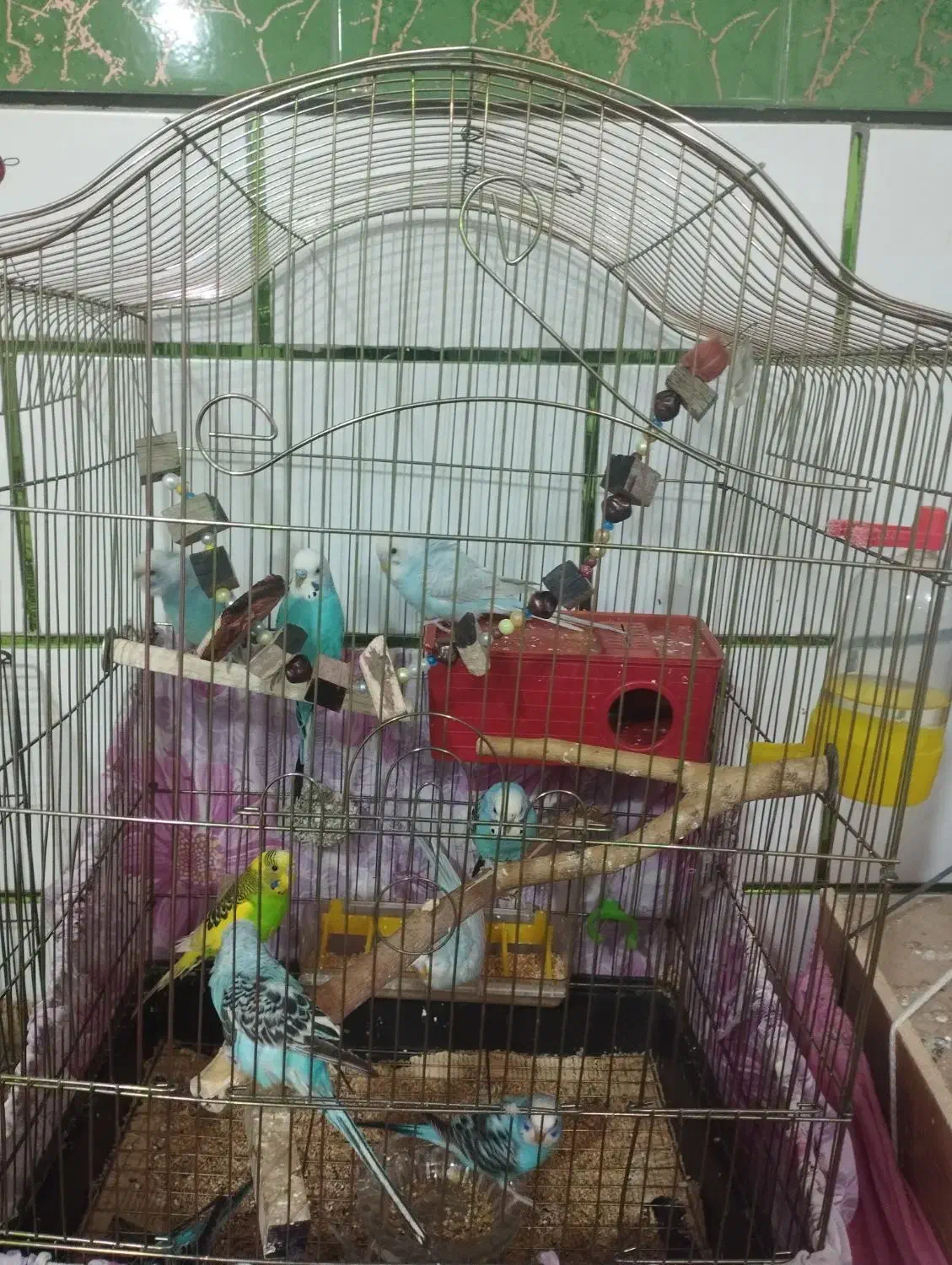 مرغ عشق و عروس هلندی|پرنده|خمینیشهر, |دیوار