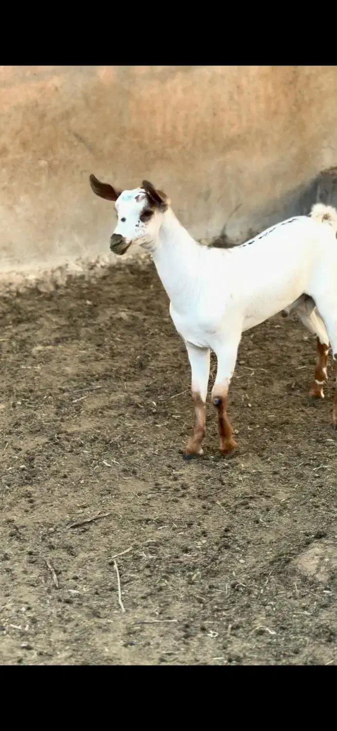 خاص و وارداتی|حیوانات مزرعه|ملایر, |دیوار