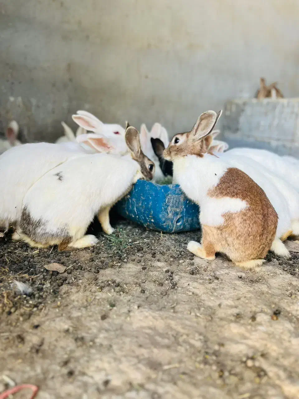 خرگوش بزرگ|موش و خرگوش|بندرعباس, |دیوار