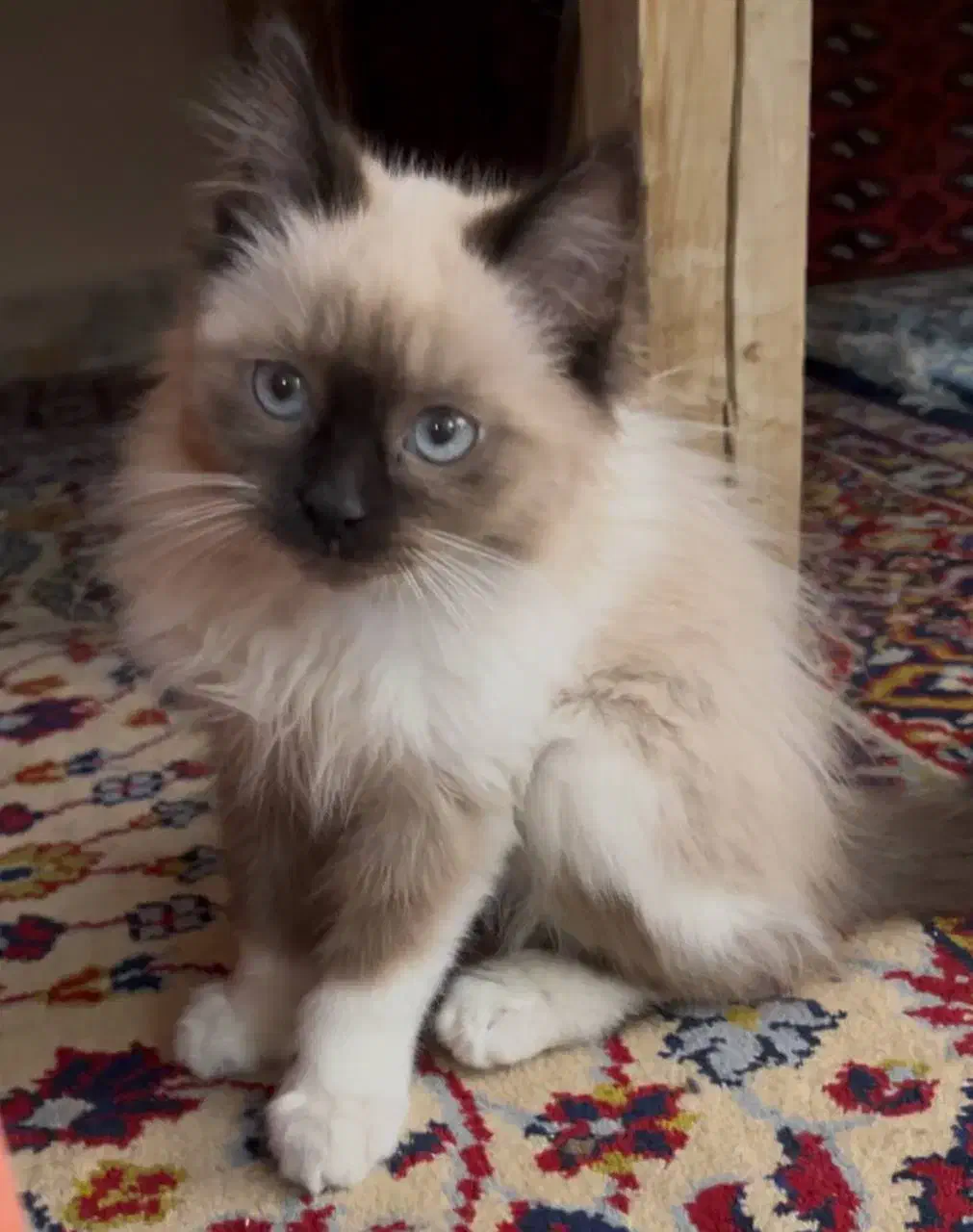 گربه پرشین هیمالین پشمالو ماده دوماهه|گربه|قوچان, |دیوار