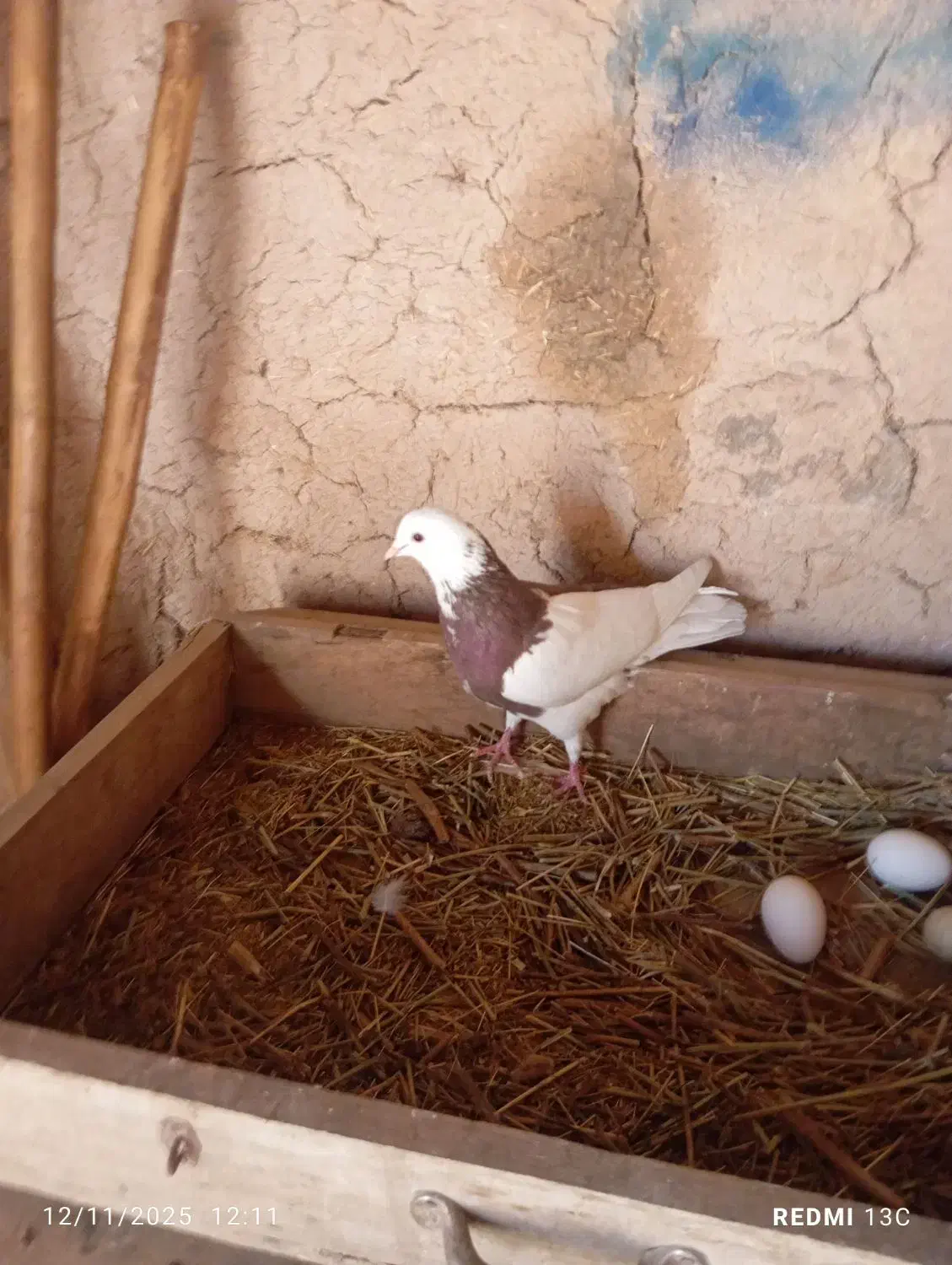 کبوتر|پرنده|اهر, |دیوار