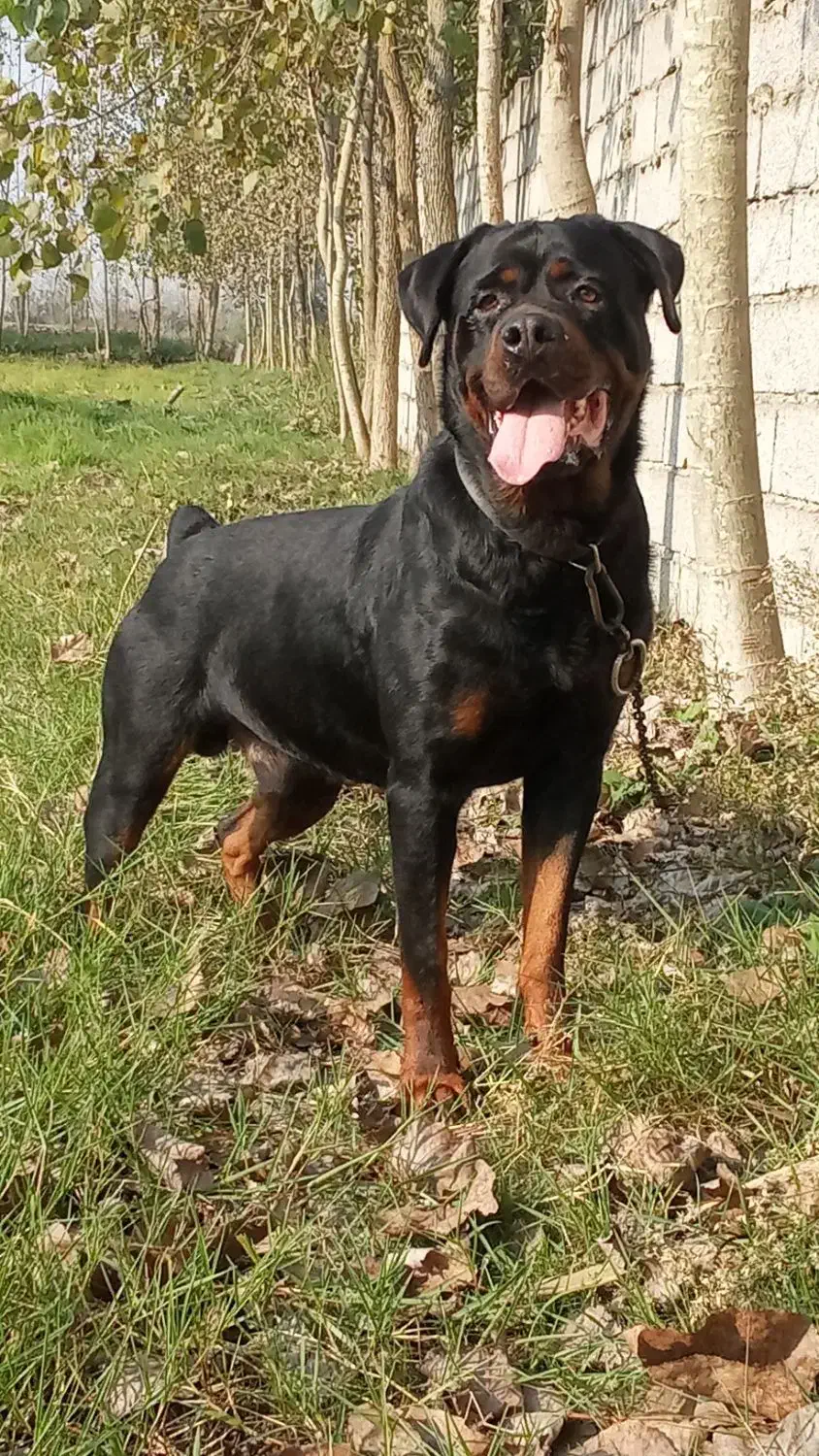 واگذاری یک عدد روت وایلر نر،15ماهه|سگ|تهران, یافت‌آباد|دیوار