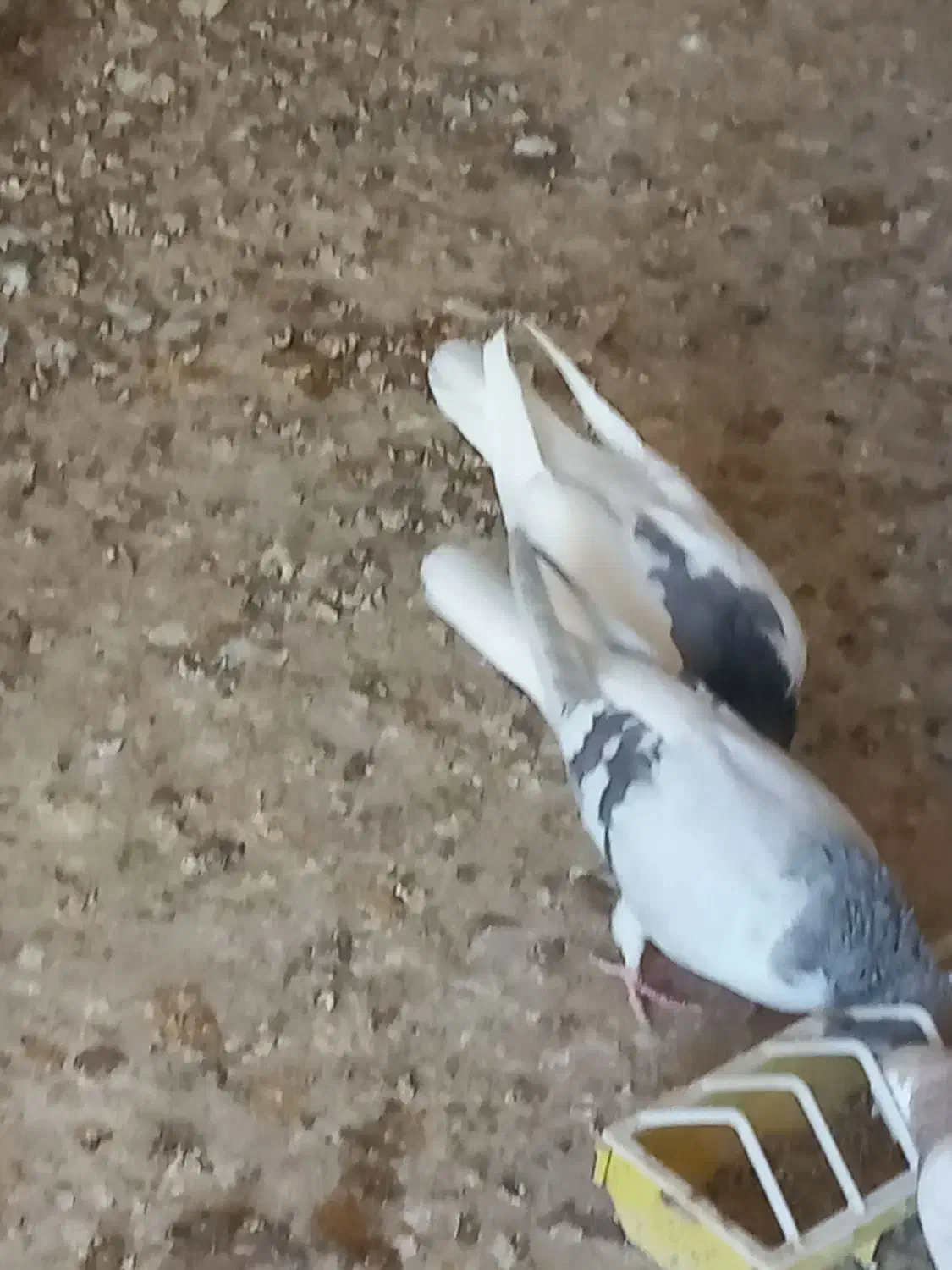 ساده ماده|پرنده|اسفراین, |دیوار