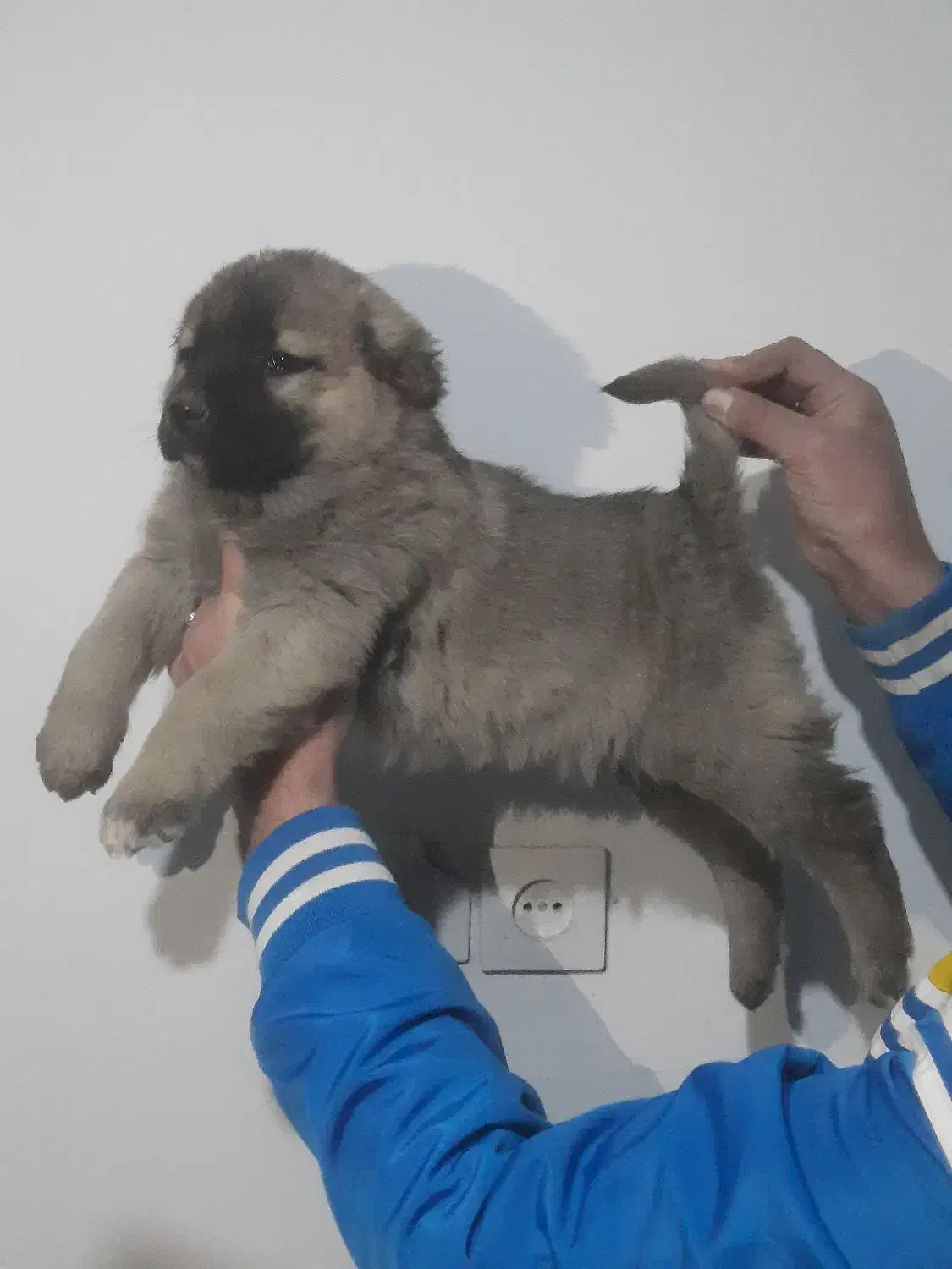 یه جفت توله سرابی نرو ماده|سگ|تهران, امام زاده عبدالله|دیوار