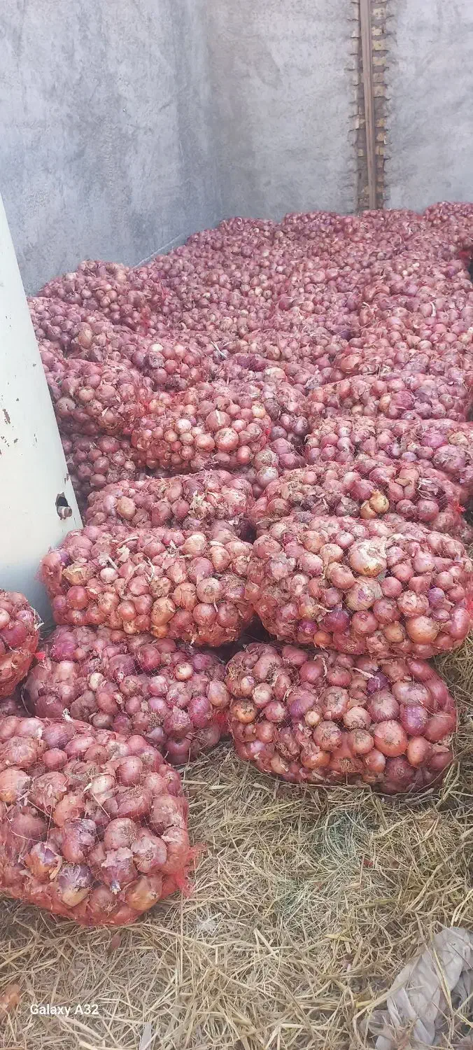 پیاز|خوردنی و آشامیدنی|لنجان, |دیوار