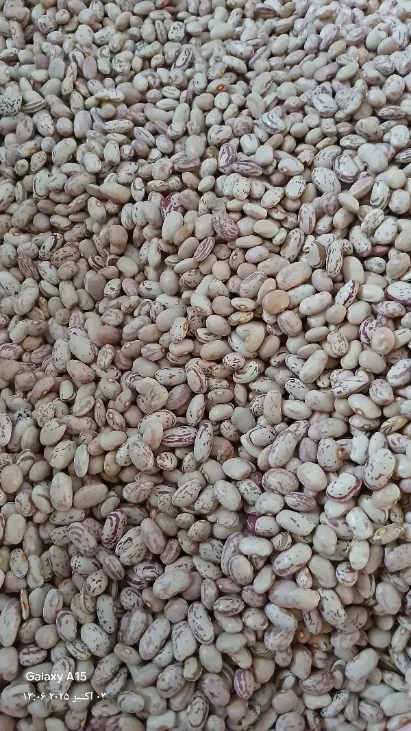 لوبیا چیتی|خوردنی و آشامیدنی|قم, شهر قائم|دیوار