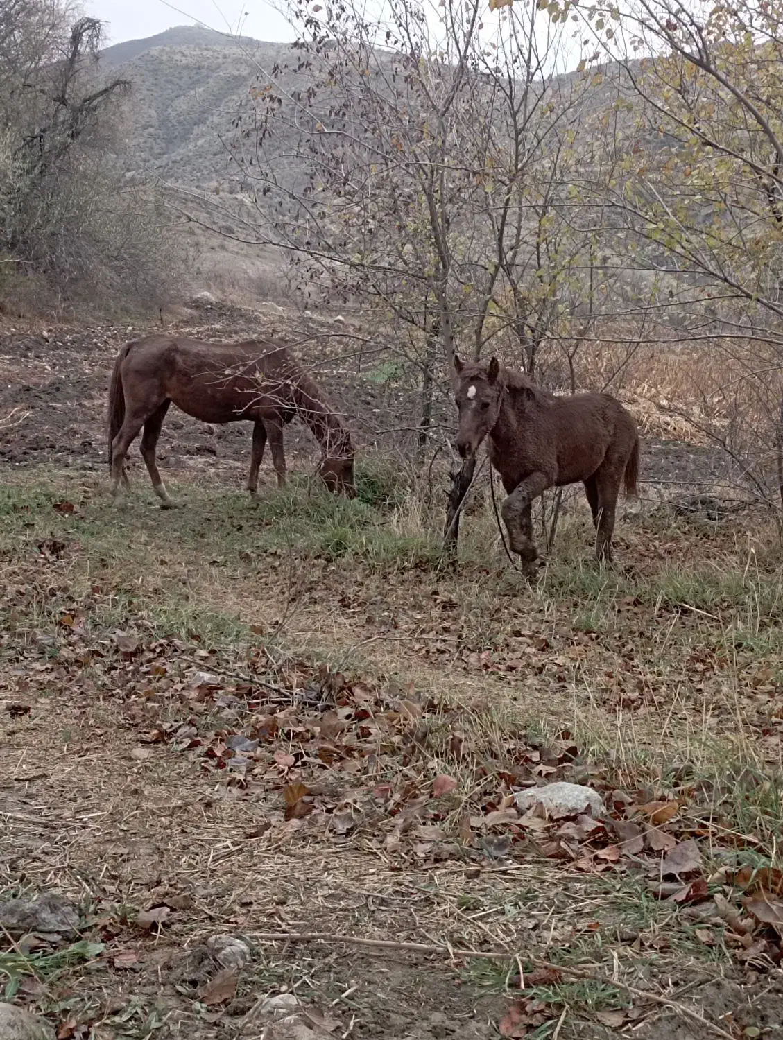 اسب مادیان با کره مادیان|اسب و تجهیزات اسب‌سواری|منجوان, |دیوار