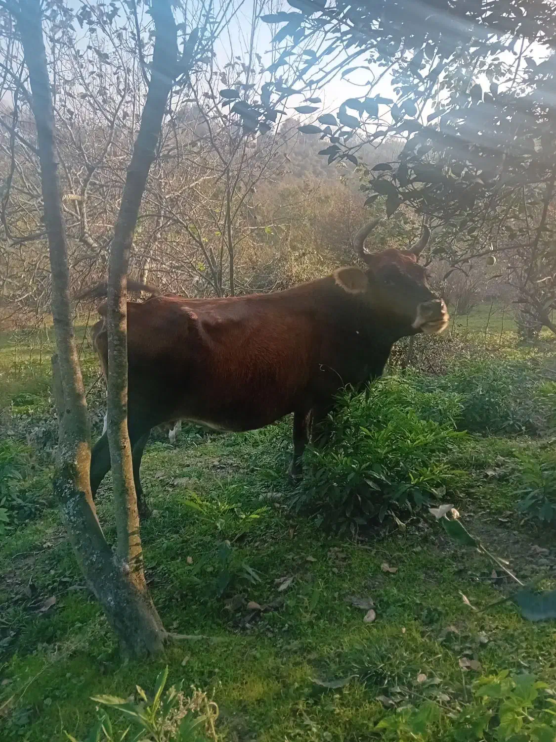 گاو چالوسی ب همراه گوساله|حیوانات مزرعه|سیاهکل, |دیوار