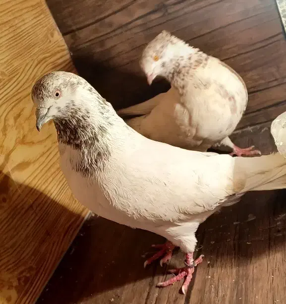 کبوتر جنگنده . رنگی.شمرونی ساعتی   زیر قیمت|پرنده|بومهن, |دیوار