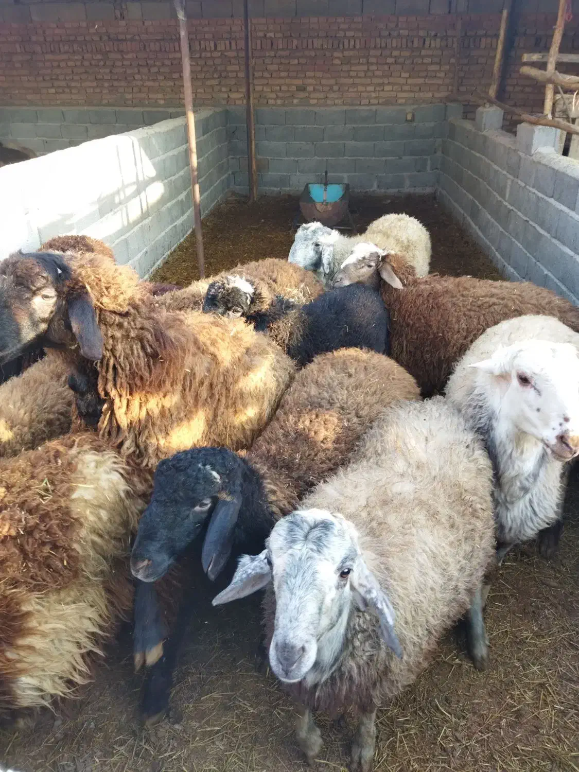 بره نر چاق در وزن های مختلف (میش.بز.شیشک)|حیوانات مزرعه|پیشوا, |دیوار