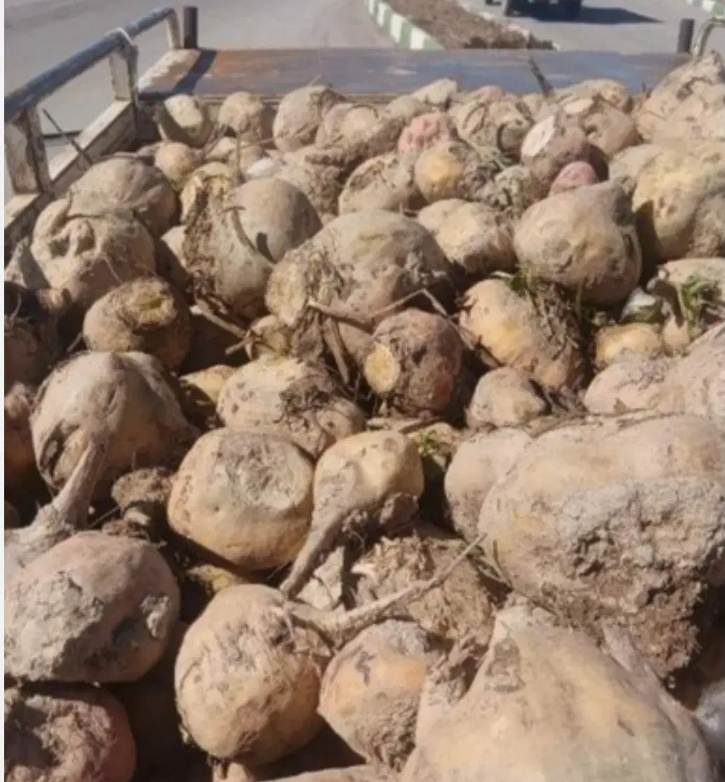 فروش چغندر|لوازم جانبی حیوانات|قره قوین, |دیوار