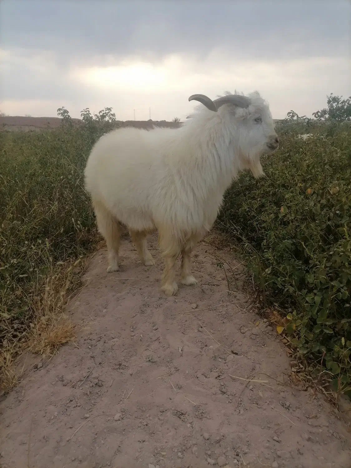 کره نر|حیوانات مزرعه|نگار, |دیوار