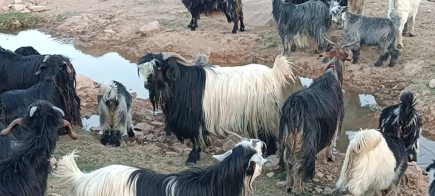 بعده‌فروشی|حیوانات مزرعه|ایذه, |دیوار