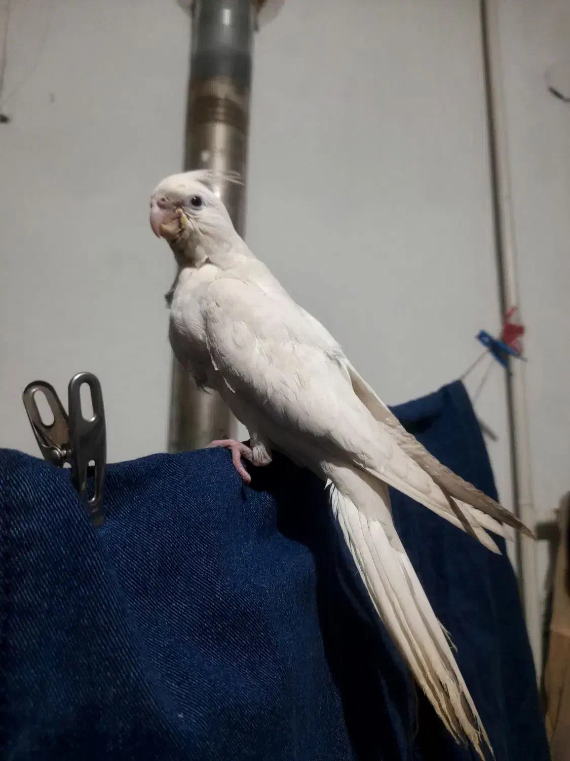 جوجه عروس هلندی آلبینو|پرنده|بروجرد, |دیوار