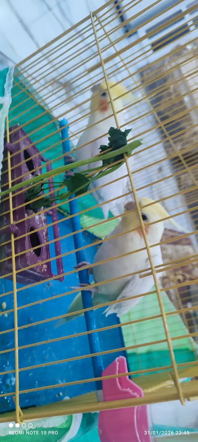 عروس هلندی نرو ماده|پرنده|خرم‌آباد, |دیوار