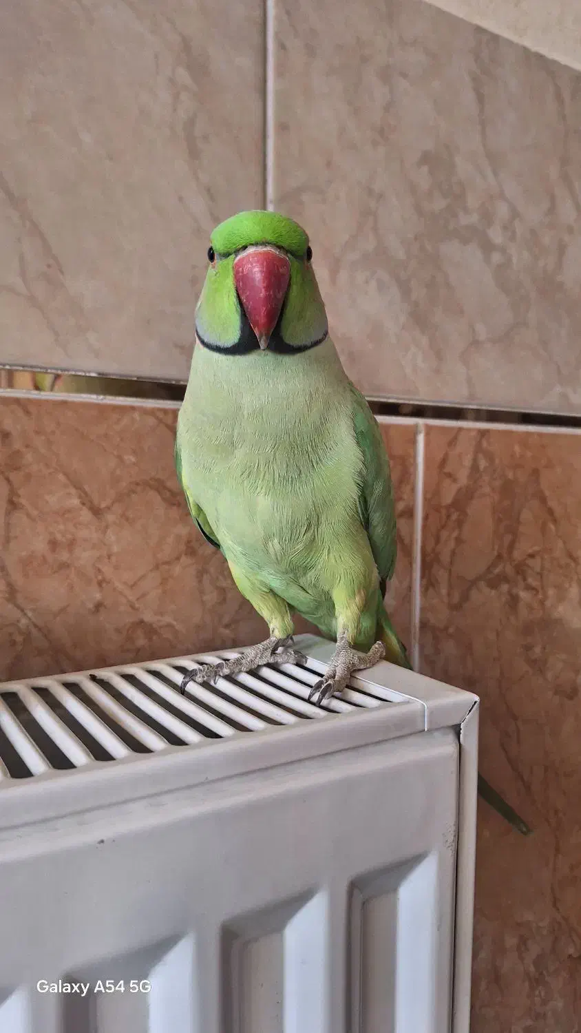 طوطی ملنگو نر وحشی|پرنده|پیر بکران, |دیوار