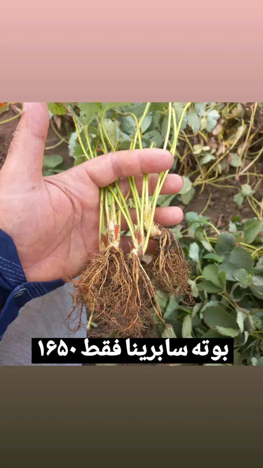 مفت و ارزان|ماهی|بهنمیر, |دیوار