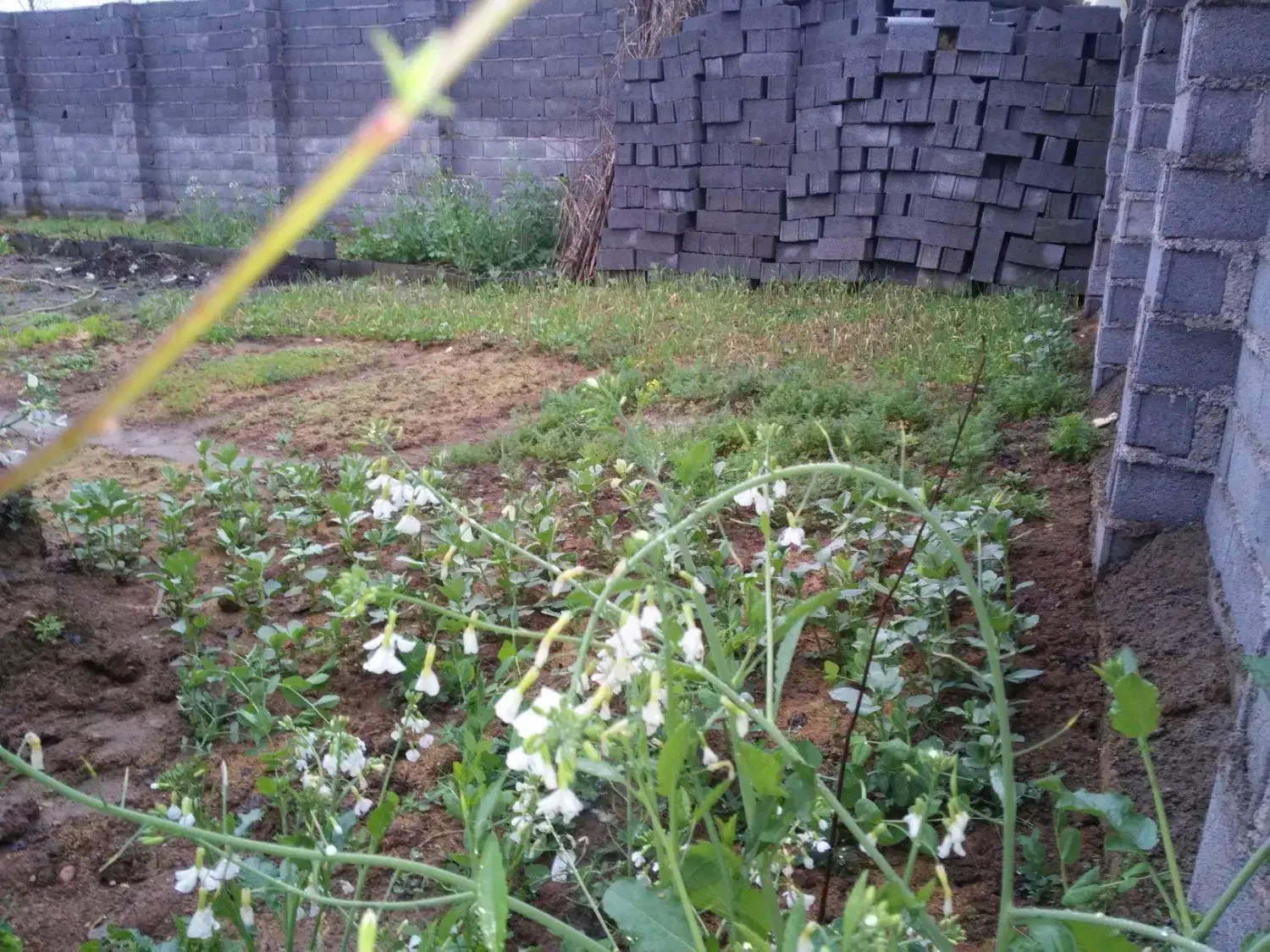 زمین مسکونی ۲۲۵متری احمدگوراب|فروش زمین و ملک کلنگی|رشت, احمد گوراب|دیوار