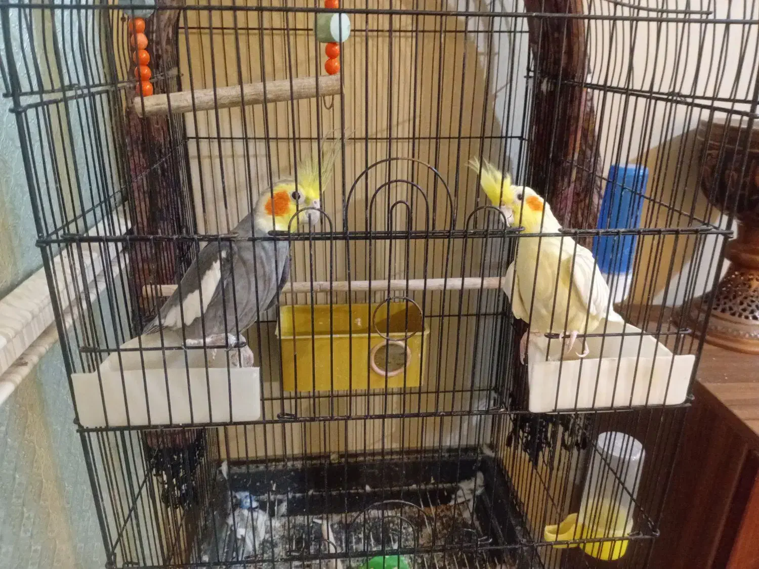 عروس هلندی|پرنده|ساری, |دیوار