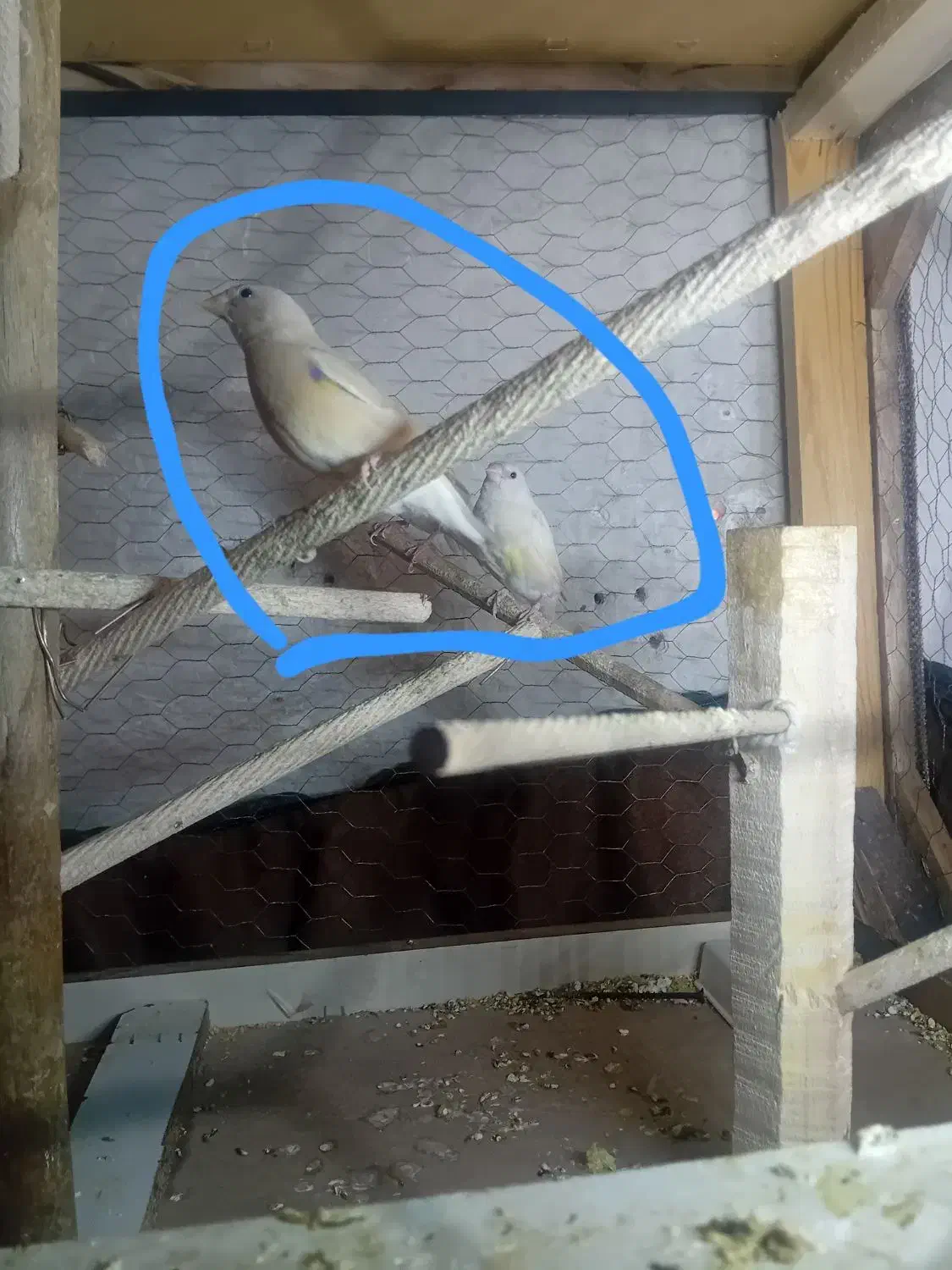 فنچ  گلدین|پرنده|تهران, شمیران‌نو|دیوار