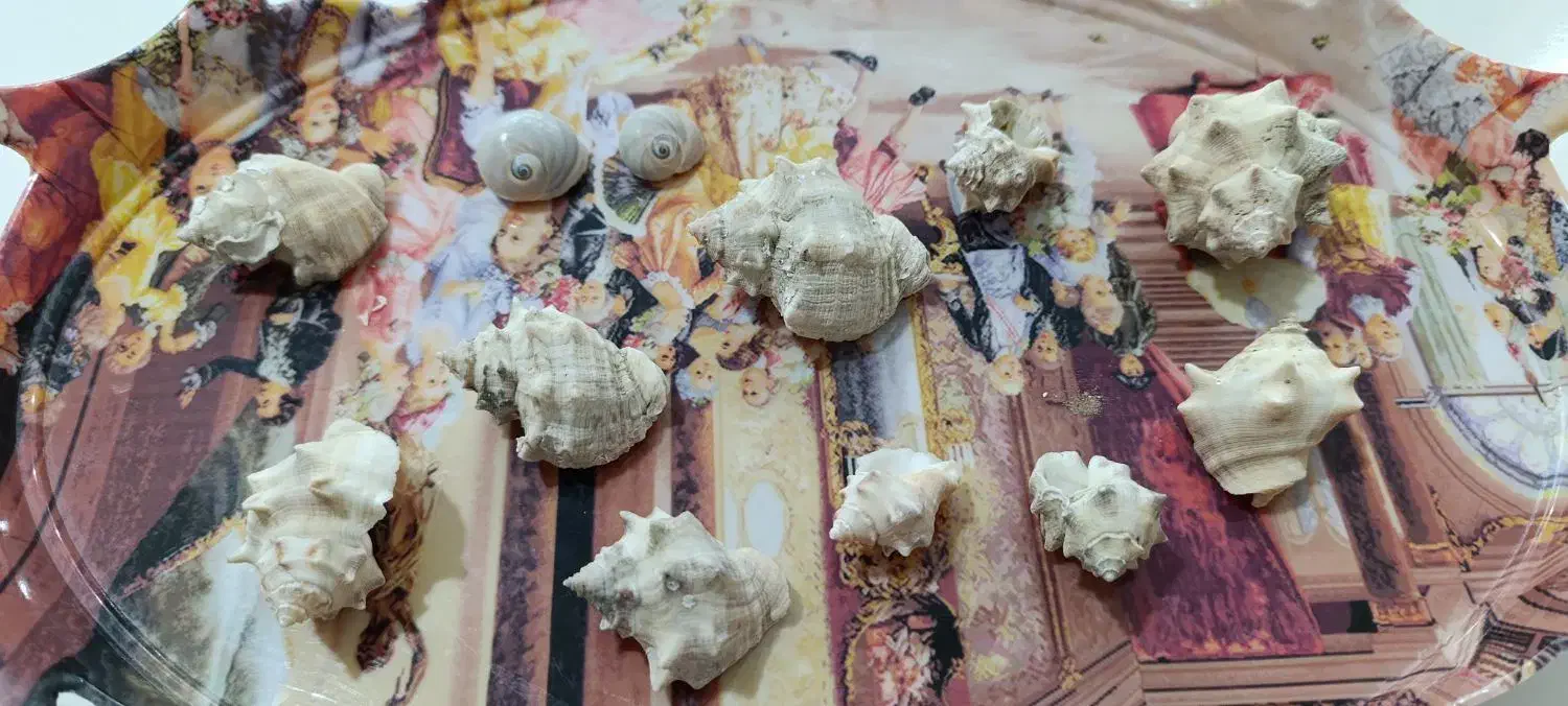 صدف خاردار و حلزون کلکسیونی|کلکسیون و سرگرمی|آبدانان, |دیوار