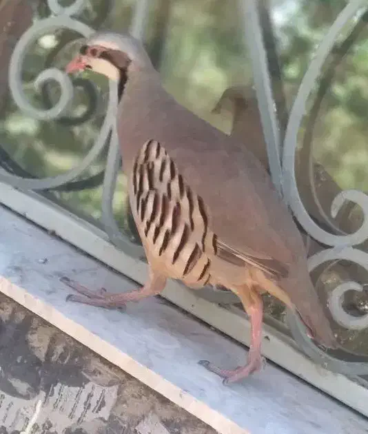 مطابق عکس گمشده|حیوانات|بم, |دیوار