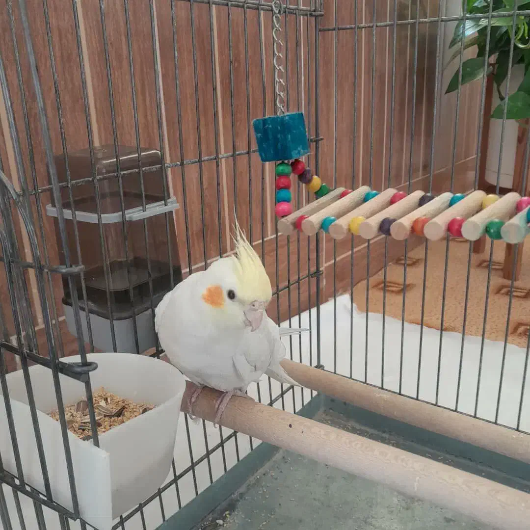 عروس هلندی|پرنده|پاسارگاد, |دیوار