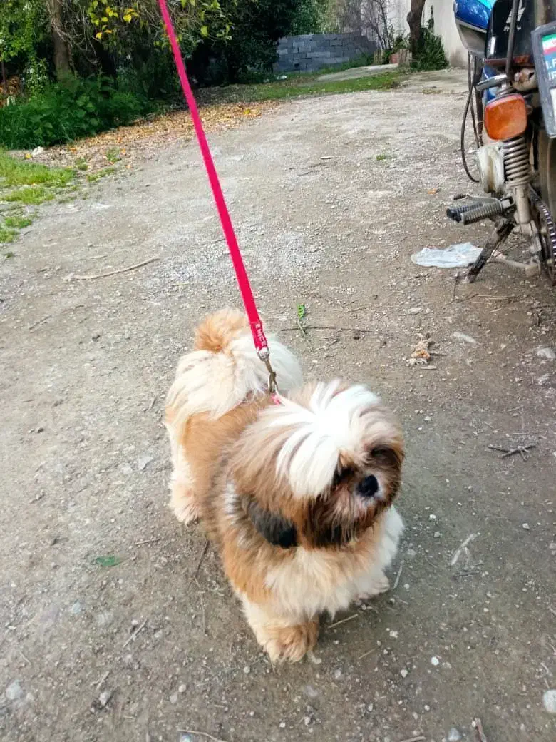 واگذاری یا معاوضه|سگ|قائم‌شهر, |دیوار