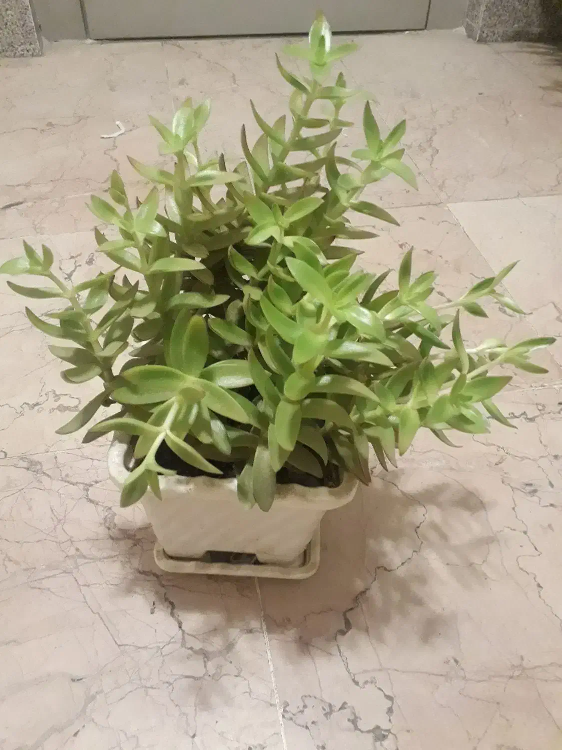 زیپلین (موسی در گهواره) و ساکولنت|گل و گیاه طبیعی|تبریز, |دیوار