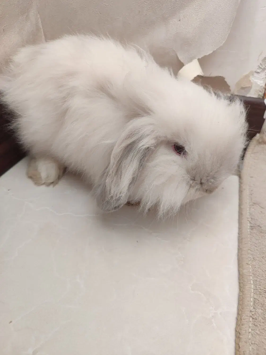 خرگوش لوپ ترکیش|موش و خرگوش|مرودشت, پشت سایپا‎|دیوار