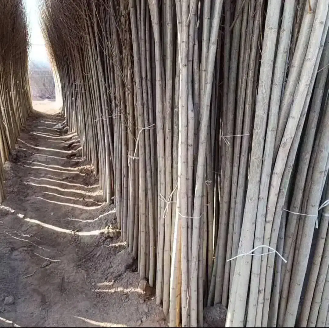 نهال گردو خوشه ای صادراتی (غرب نهال)|خدمات باغبانی و درختکاری|آران و بیدگل, |دیوار