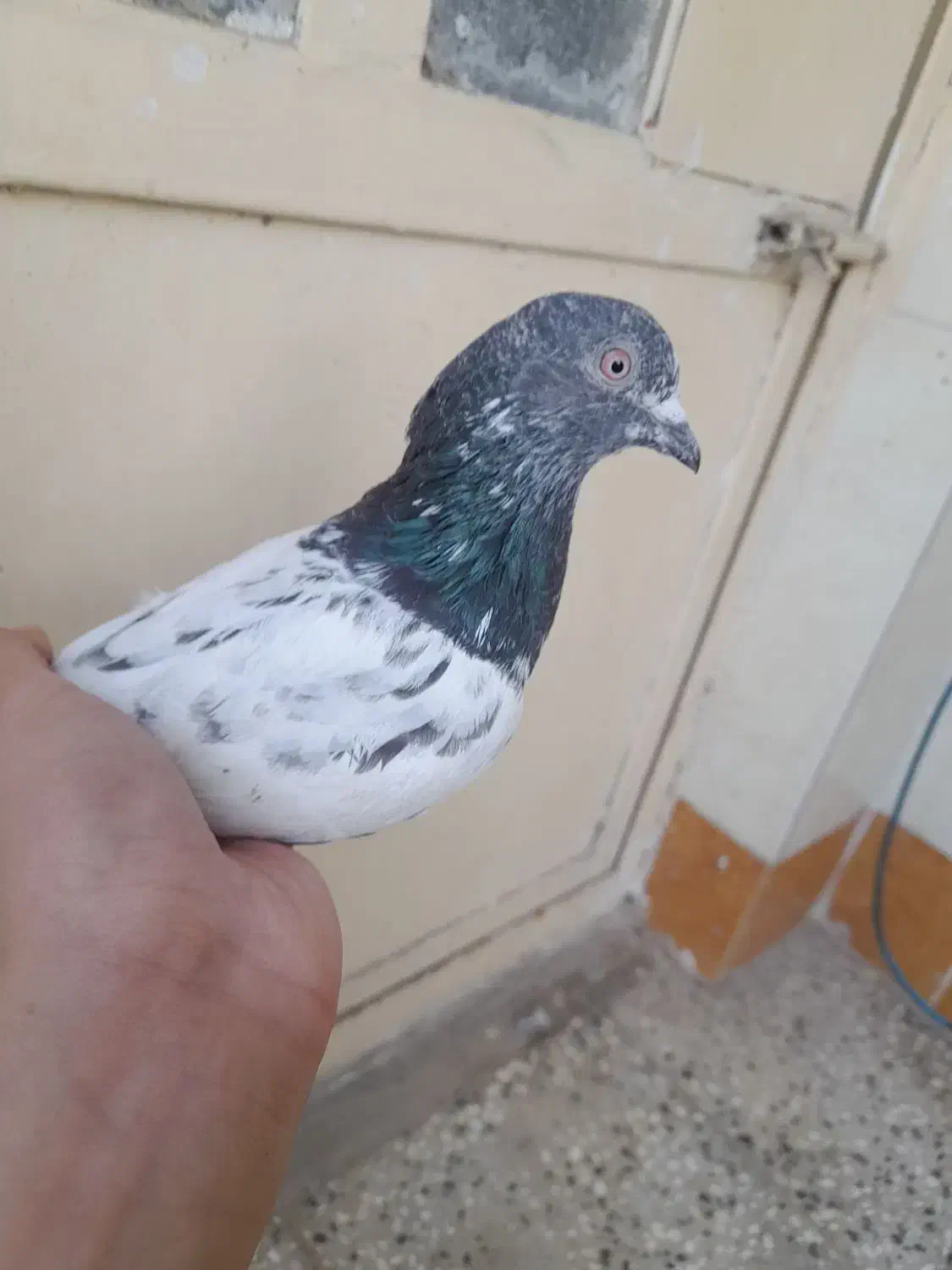 فروش کبوتر|پرنده|خان ببین, |دیوار