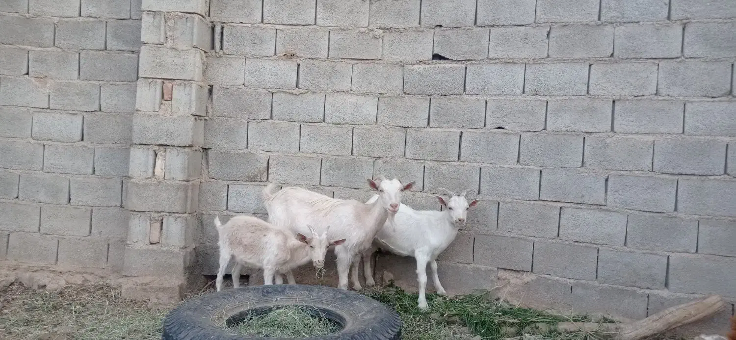 بز سانن به همراه دو بزغاله نر|حیوانات مزرعه|طبس, |دیوار