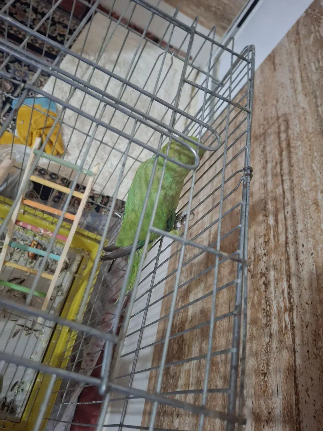 طوطی ملنگو|پرنده|چابهار, |دیوار