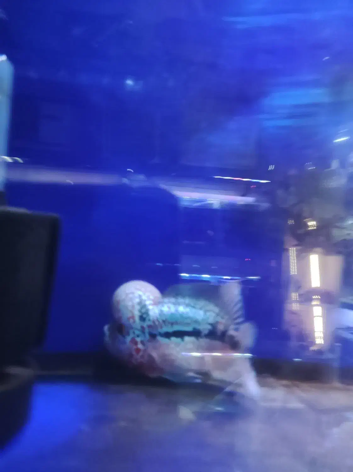 فلاور هد دار خوب سالم، آروانا|ماهی|تهران, دهقان|دیوار