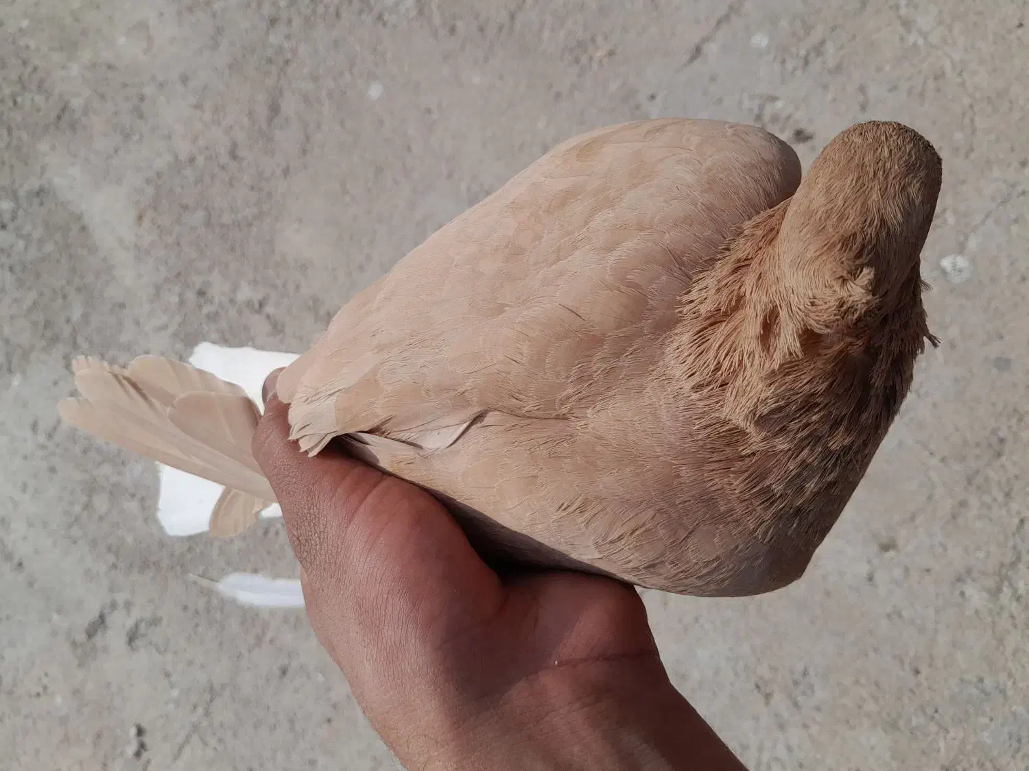 چهار تا پرنده|پرنده|رامهرمز, |دیوار