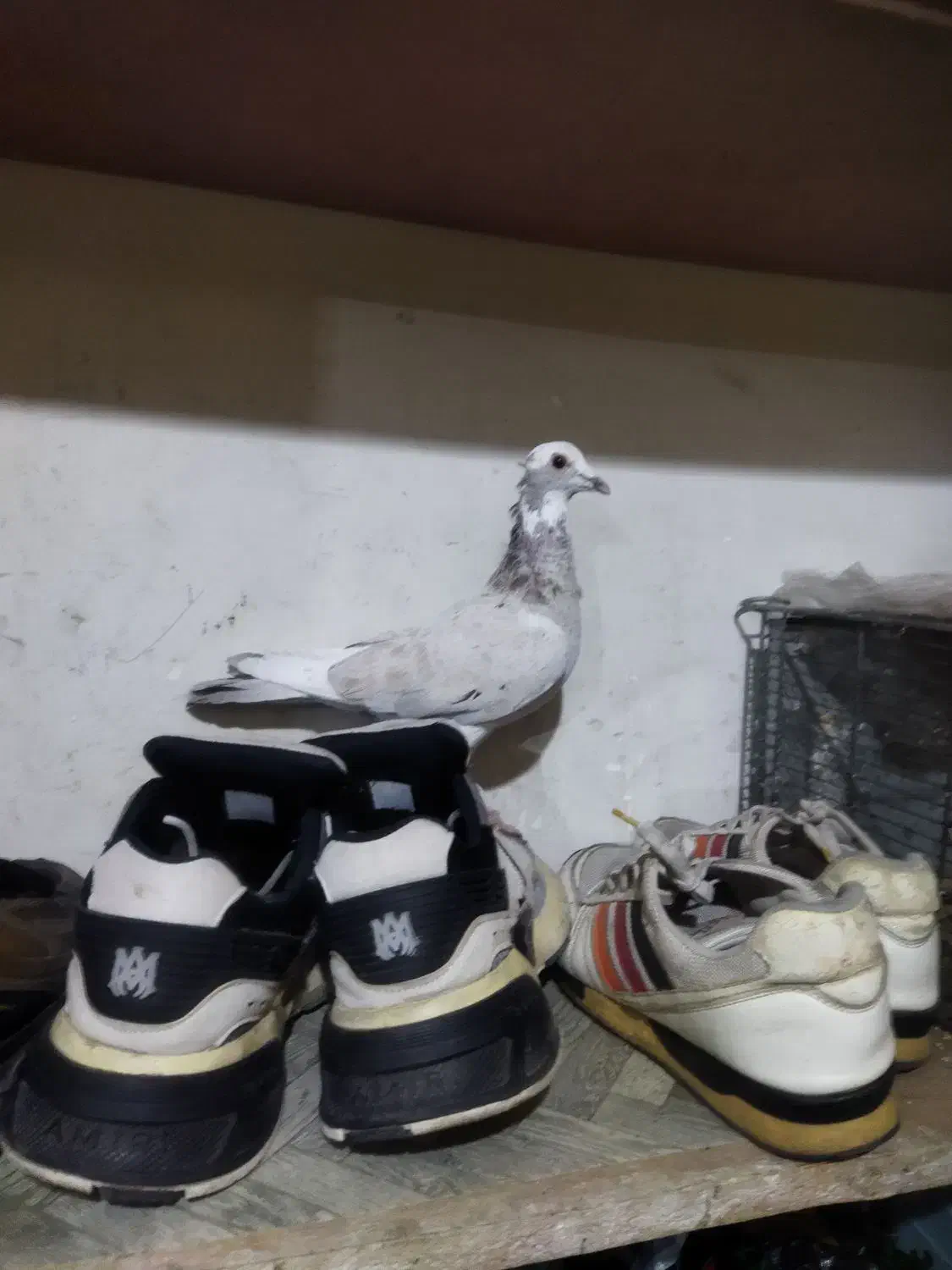 کفتر|پرنده|تهران, شهرک ولیعصر جنوبی|دیوار