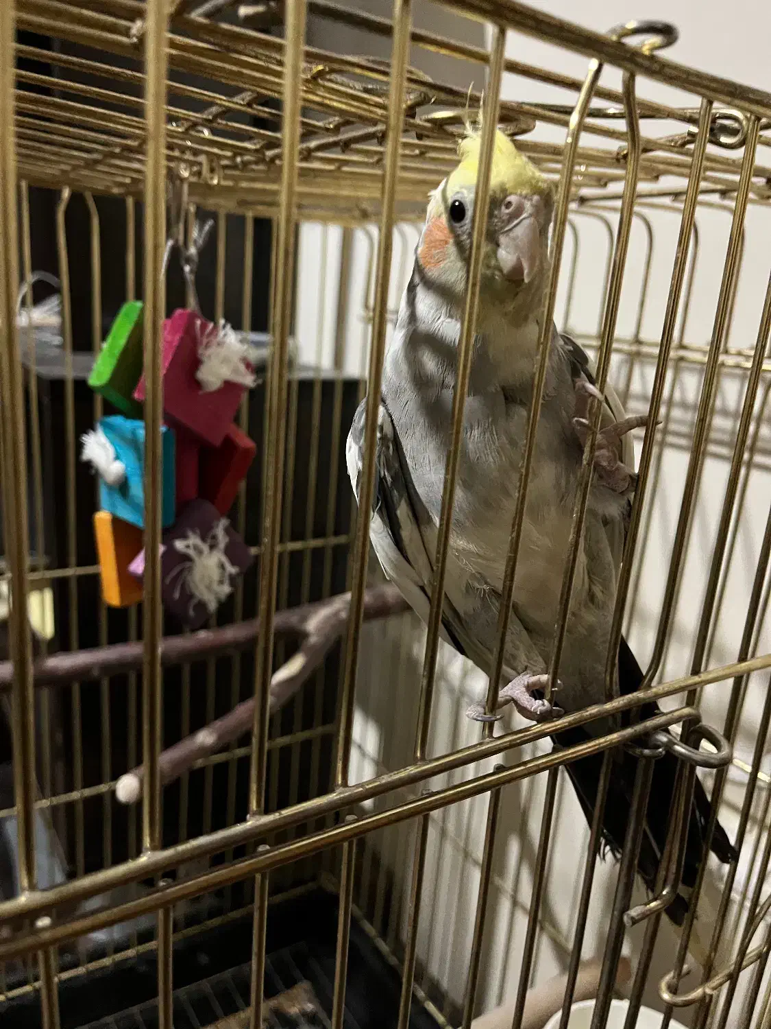 عروس هلندی نر دستی|پرنده|اصفهان, جلالیه|دیوار