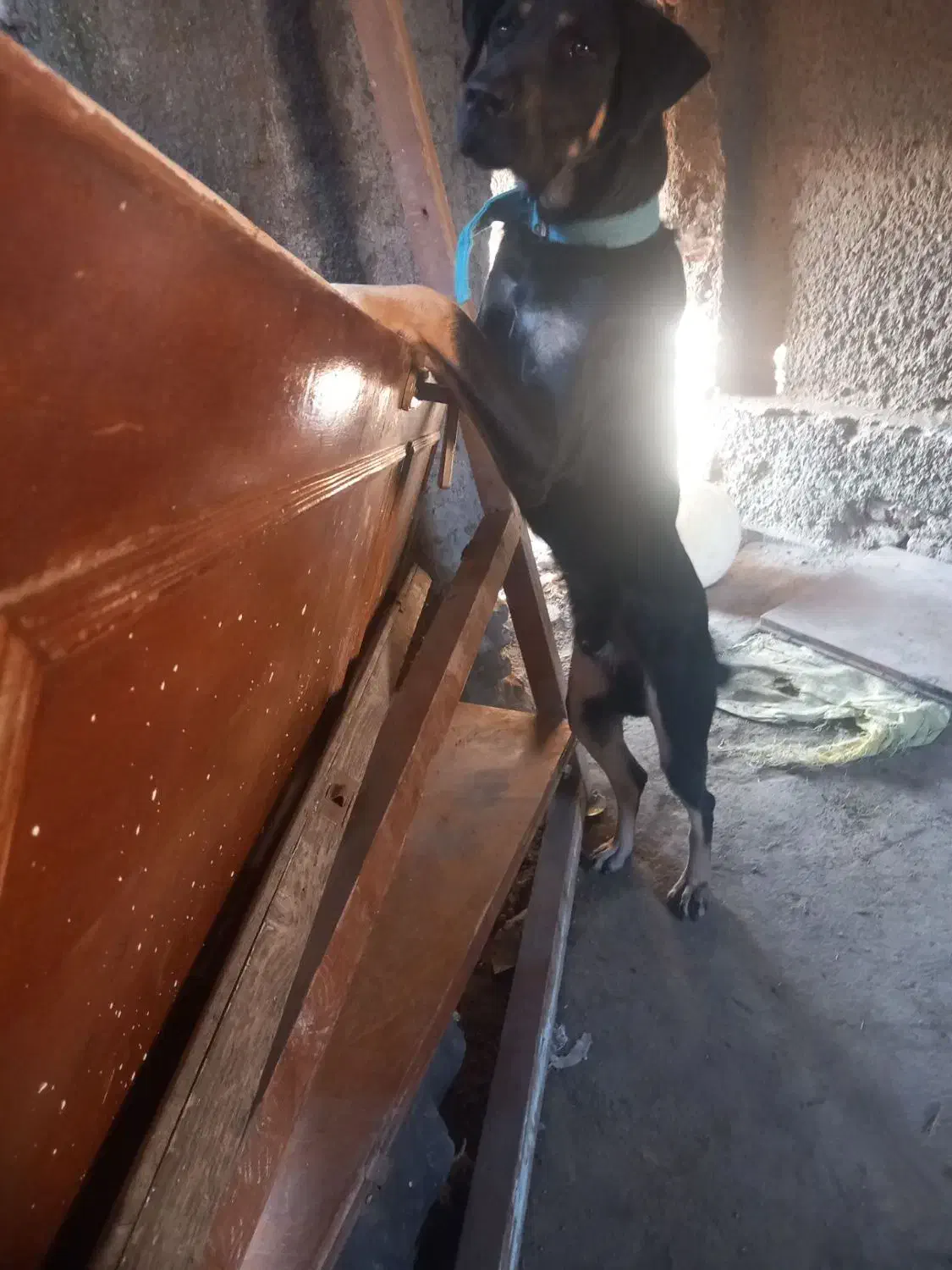 سگ دوبرمن نر|سگ|گرگان, |دیوار