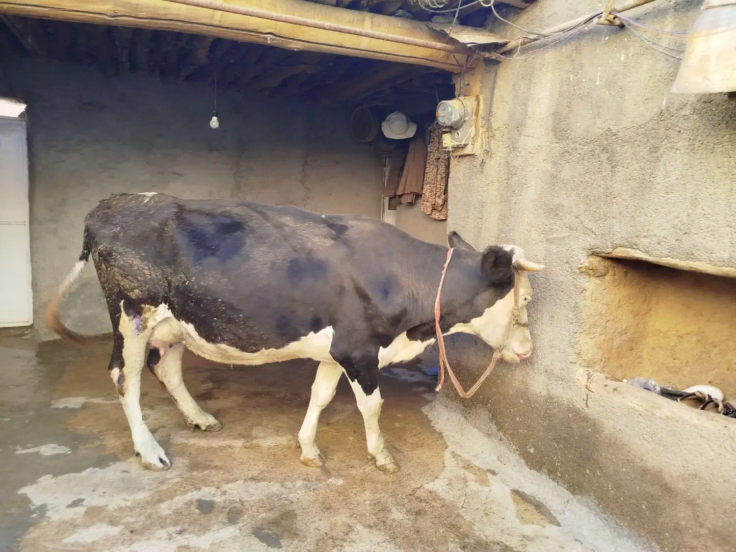 گاوسیمینتال4ماه آبستن|حیوانات مزرعه|مریوان, |دیوار